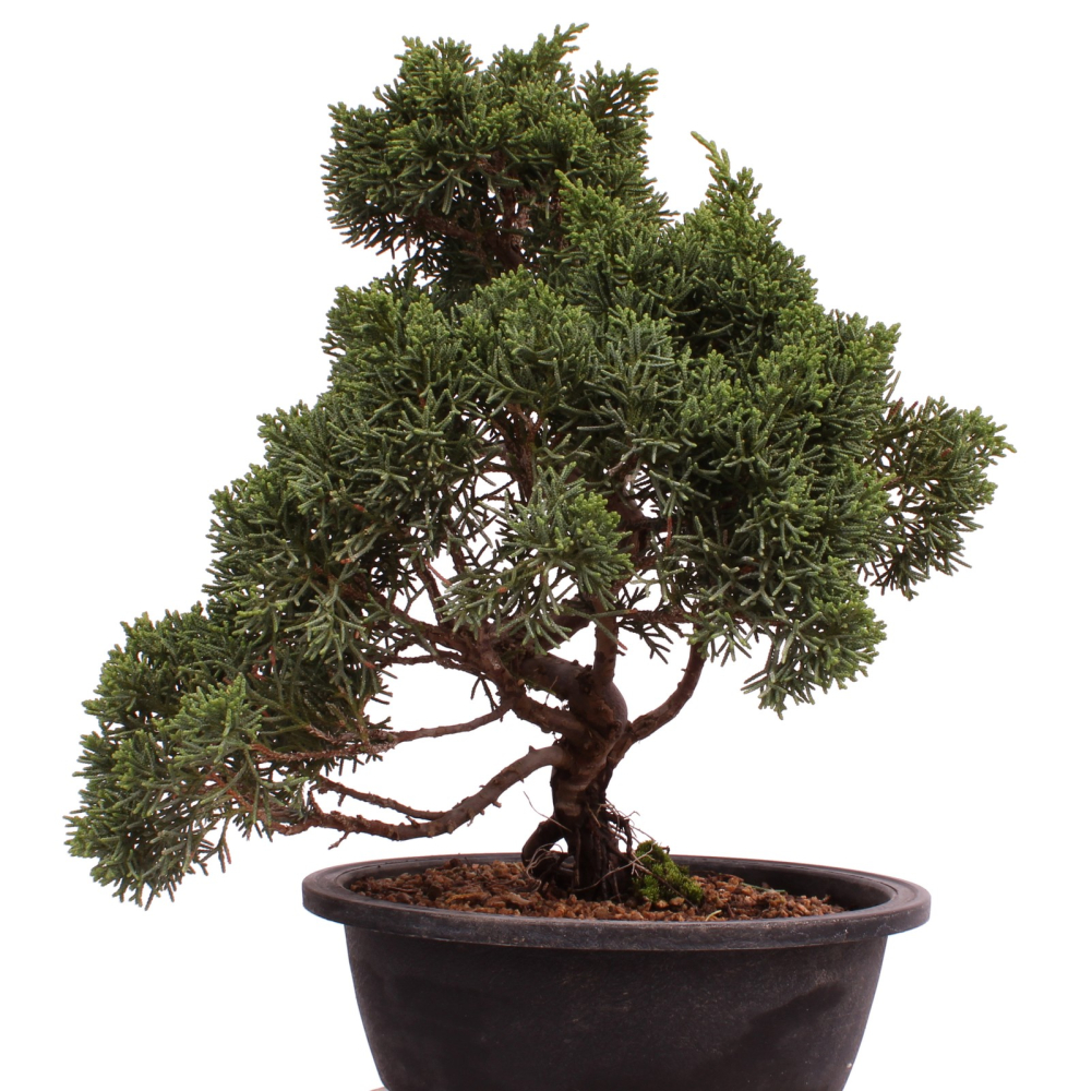 Preview: Bonsai - Juniperus chinensis 'Kyushu', Chinesischer Wacholder 224/91