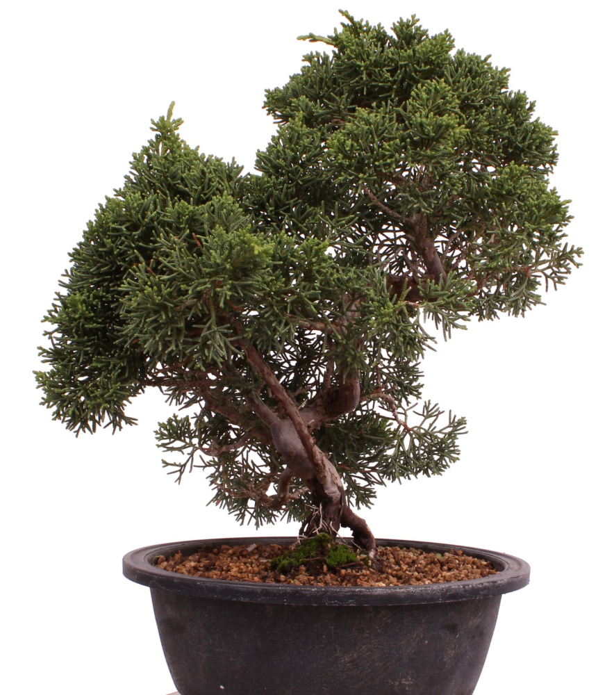 Bonsai - Juniperus chinensis 'Kyushu', Chinesischer Wacholder 224/91