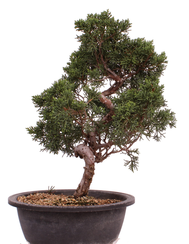 Bonsai - Juniperus chinensis 'Kyushu', Chinesischer Wacholder 224/92