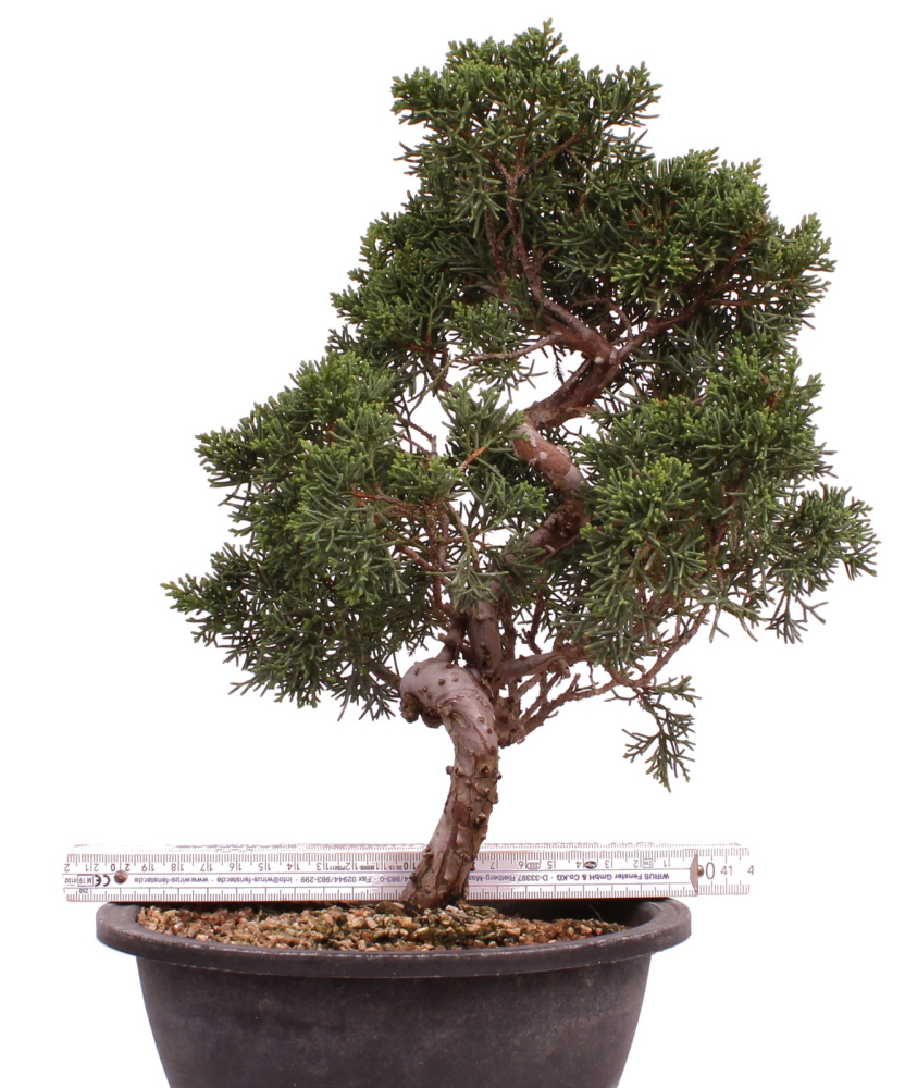 Preview: Bonsai - Juniperus chinensis 'Kyushu', Chinesischer Wacholder 224/92