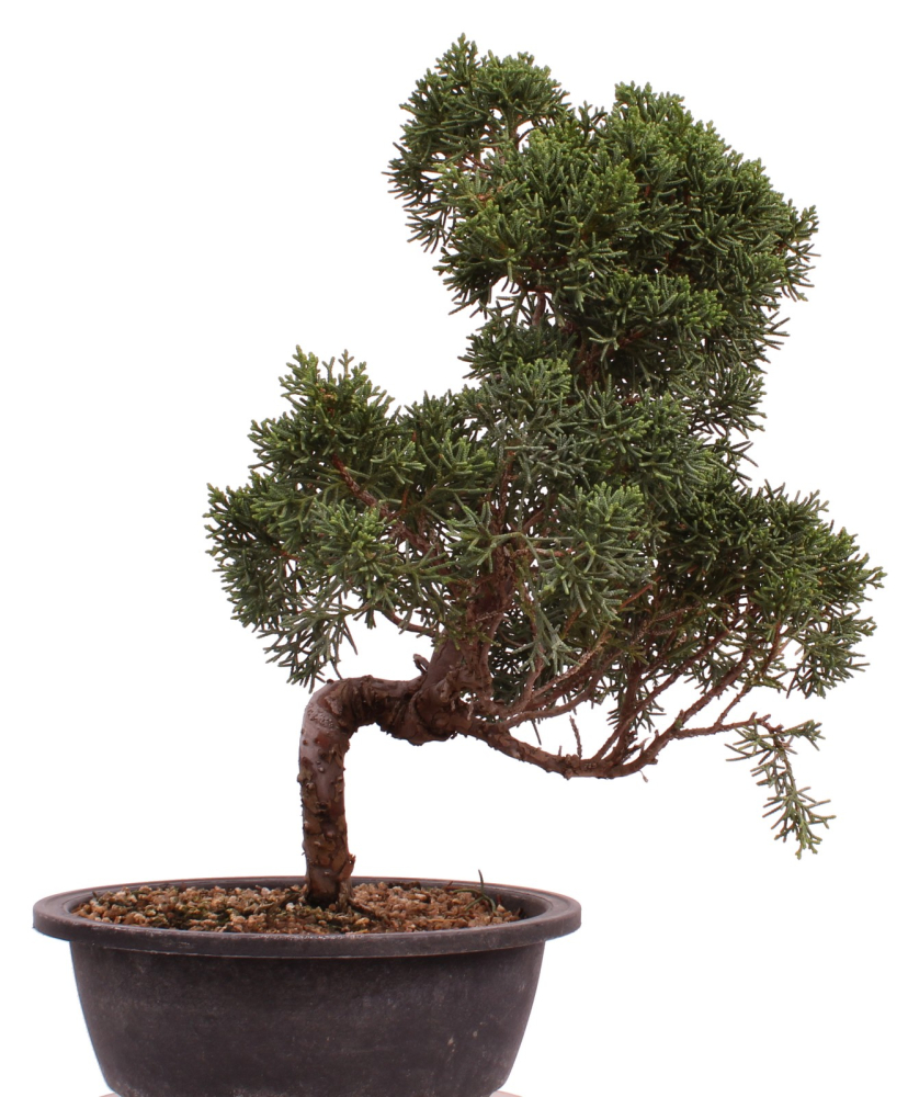Preview: Bonsai - Juniperus chinensis 'Kyushu', Chinesischer Wacholder 224/92