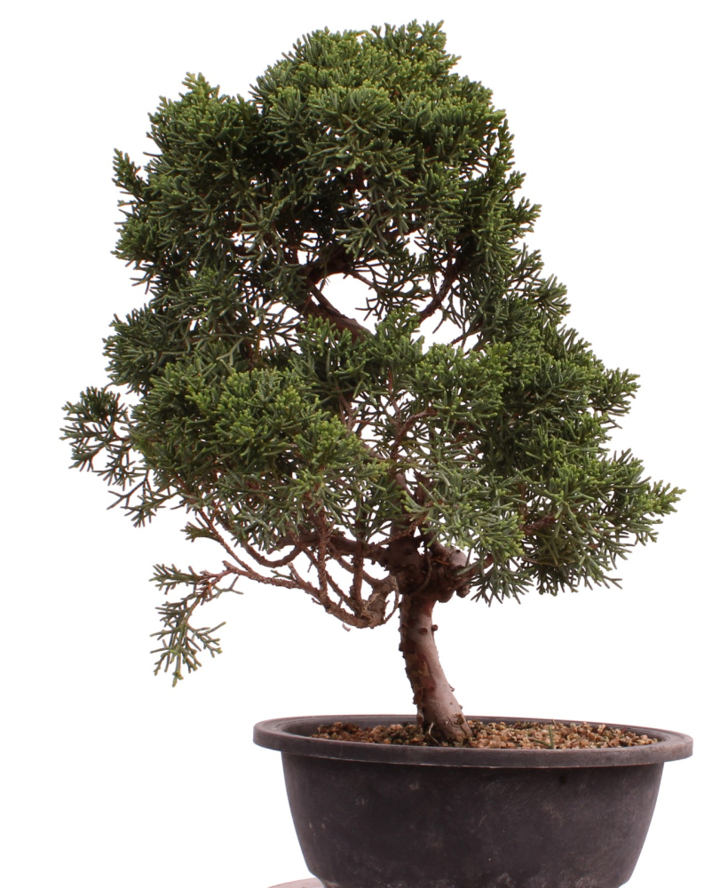 Preview: Bonsai - Juniperus chinensis 'Kyushu', Chinesischer Wacholder 224/92