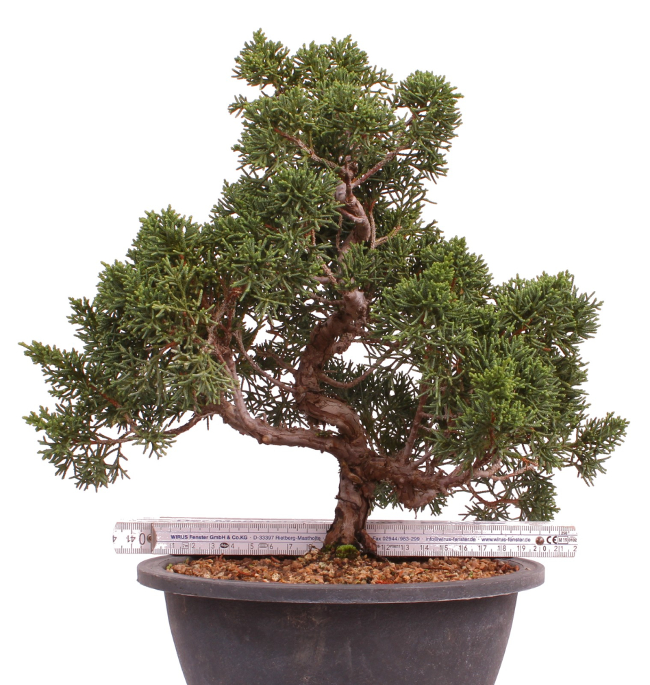 Preview: Bonsai - Juniperus chinensis 'Kyushu', Chinesischer Wacholder 224/93