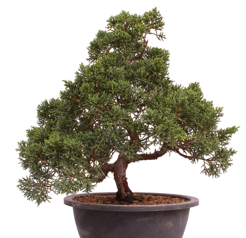 Preview: Bonsai - Juniperus chinensis 'Kyushu', Chinesischer Wacholder 224/93