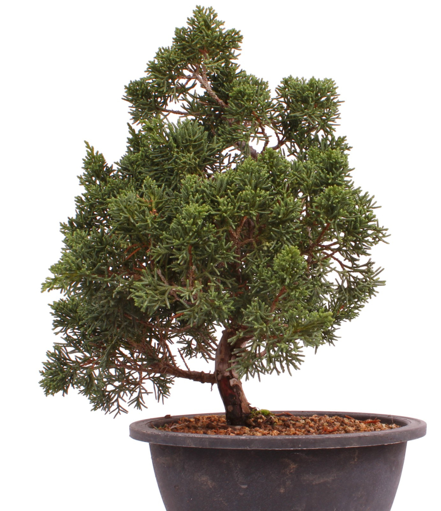 Bonsai - Juniperus chinensis 'Kyushu', Chinesischer Wacholder 224/93
