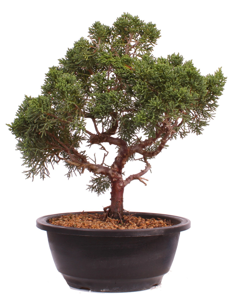 Bonsai - Juniperus chinensis 'Kyushu', Chinesischer Wacholder 224/94