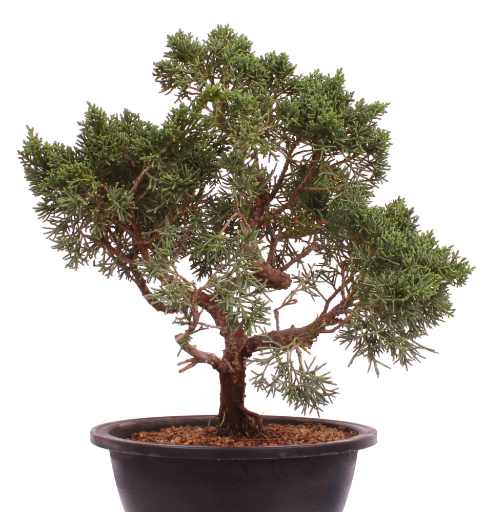 Preview: Bonsai - Juniperus chinensis 'Kyushu', Chinesischer Wacholder 224/94