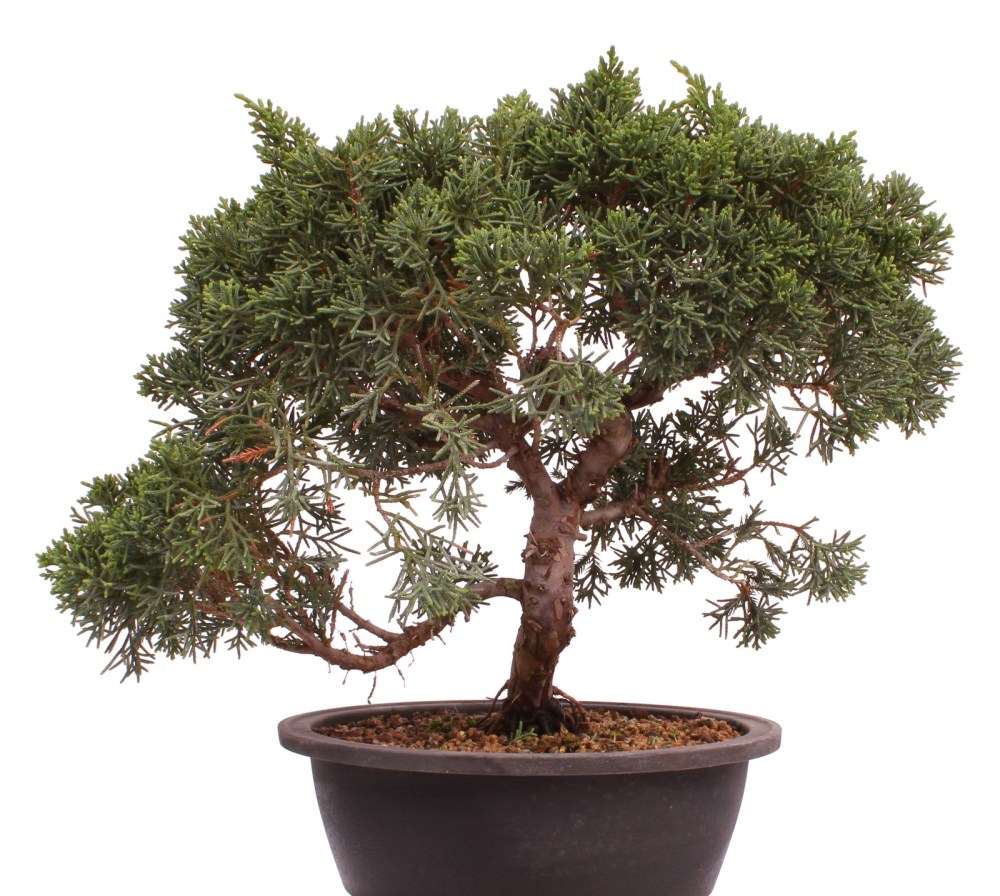 Preview: Bonsai - Juniperus chinensis 'Kyushu', Chinesischer Wacholder 224/95