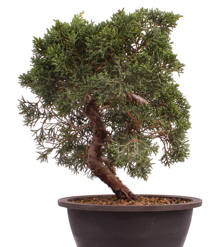 Bonsai - Juniperus chinensis 'Kyushu', Chinesischer Wacholder 224/95