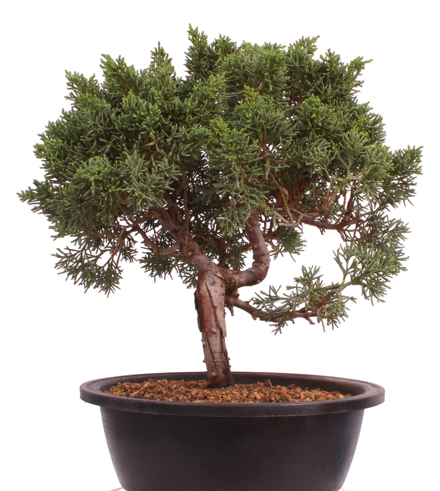 Preview: Bonsai - Juniperus chinensis 'Kyushu', Chinesischer Wacholder 224/97