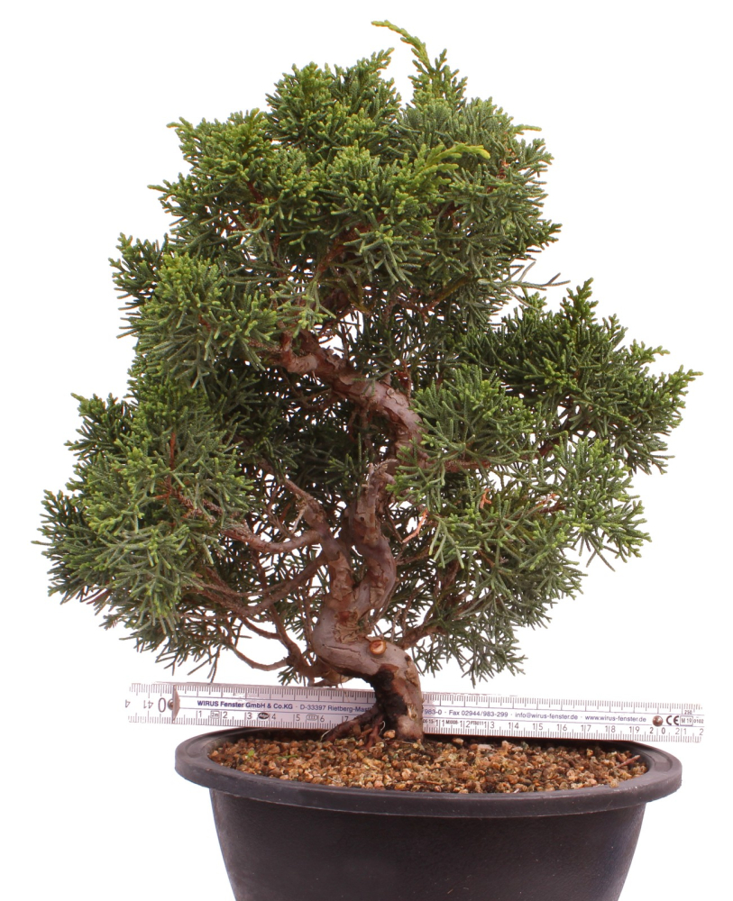 Preview: Bonsai - Juniperus chinensis 'Kyushu', Chinesischer Wacholder 224/98