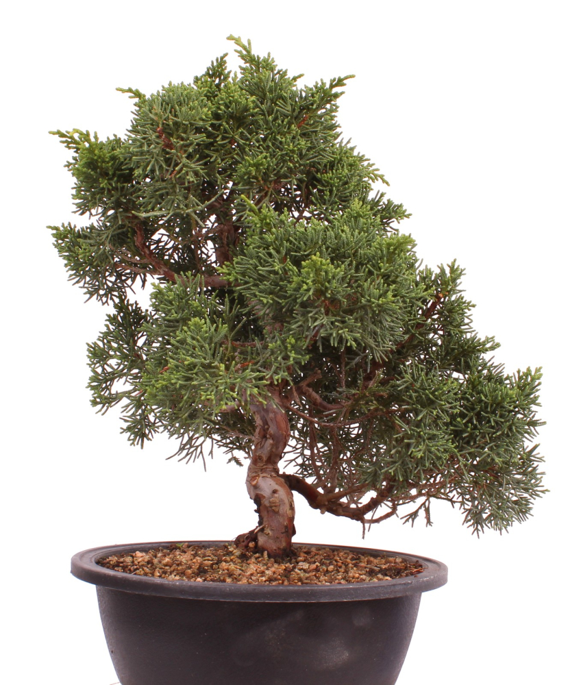 Preview: Bonsai - Juniperus chinensis 'Kyushu', Chinesischer Wacholder 224/98