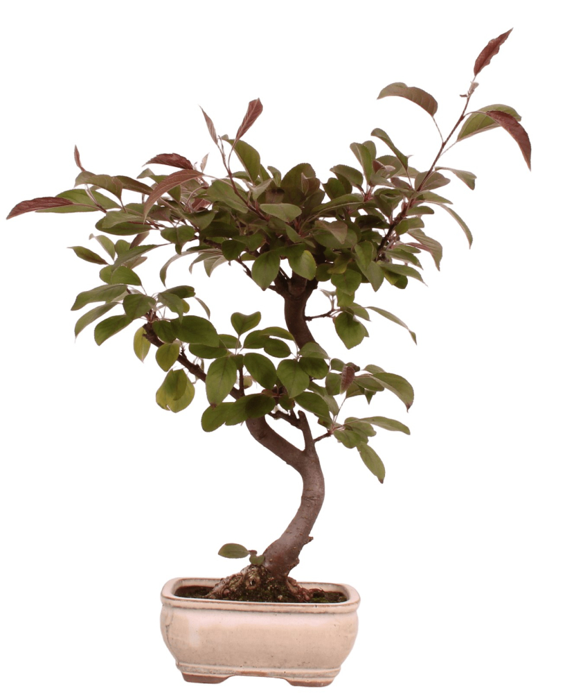 Bonsai - Malus spec. Red , Zierapfel 225/11