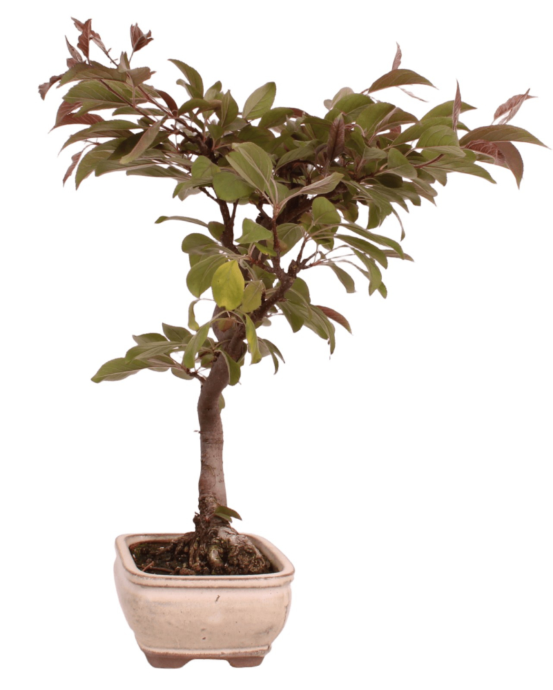 Preview: Bonsai - Malus spec. Red , Zierapfel 225/11