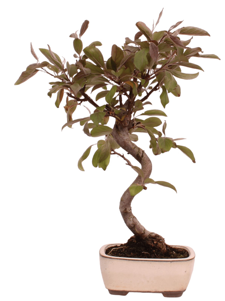 Preview: Bonsai - Malus domestica Red, Zierapfel 225/13