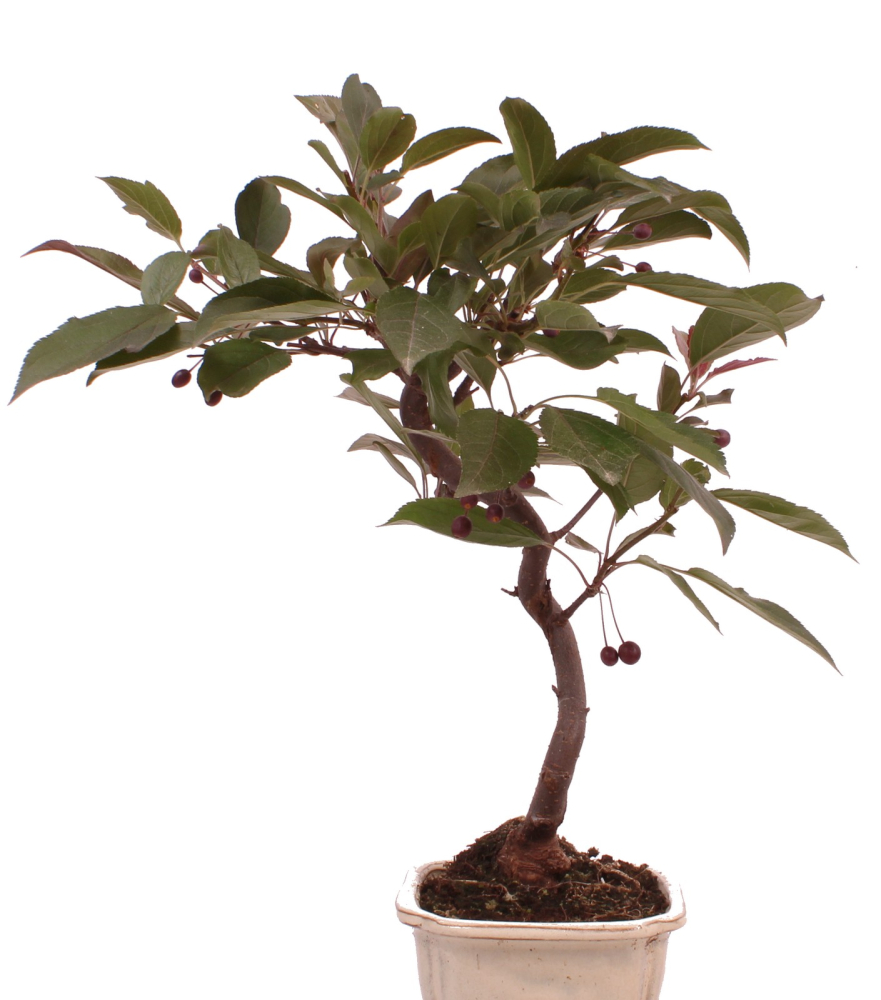 Preview: Bonsai - Malus spec. Red , Zierapfel 225/14