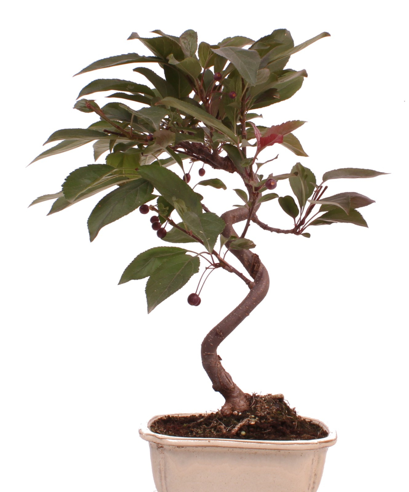 Preview: Bonsai - Malus spec. Red , Zierapfel 225/14