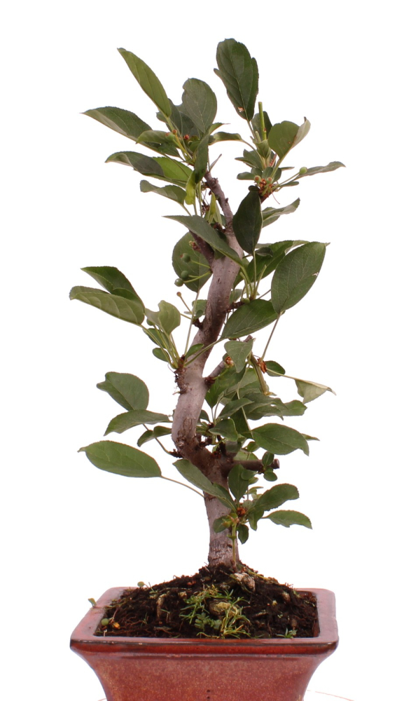 Preview: Bonsai - Malus sargentii, Japanischer Zierapfel  225/18