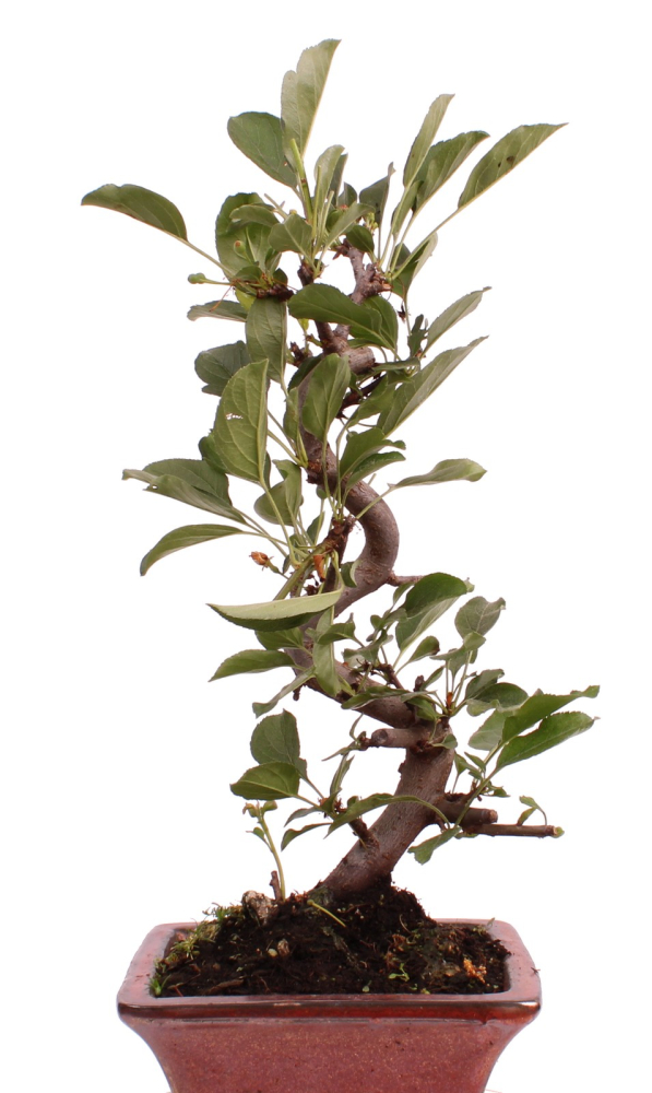 Preview: Bonsai - Malus sargentii, Japanischer Zierapfel  225/18