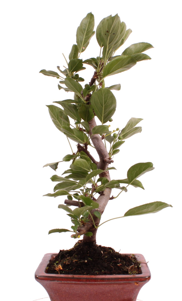 Preview: Bonsai - Malus sargentii, Japanischer Zierapfel  225/18