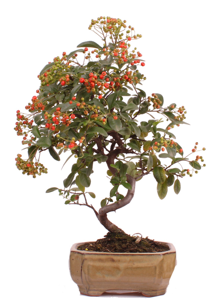 Bonsai - Pyracantha angustifolia - Schmalblättriger Feuerdorn 225/48