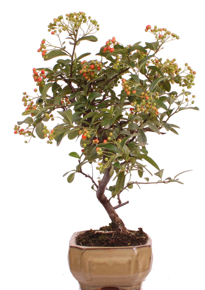 Preview: Bonsai - Pyracantha angustifolia - Schmalblättriger Feuerdorn 225/48
