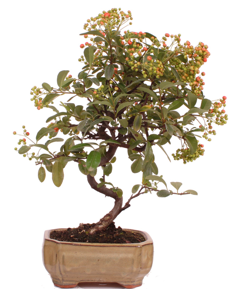 Preview: Bonsai - Pyracantha angustifolia - Schmalblättriger Feuerdorn 225/48
