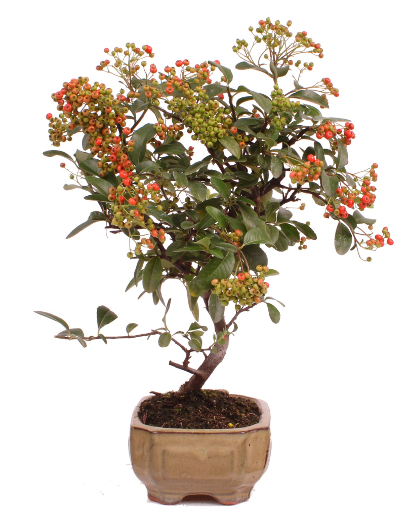 Preview: Bonsai - Pyracantha angustifolia - Schmalblättriger Feuerdorn 225/48