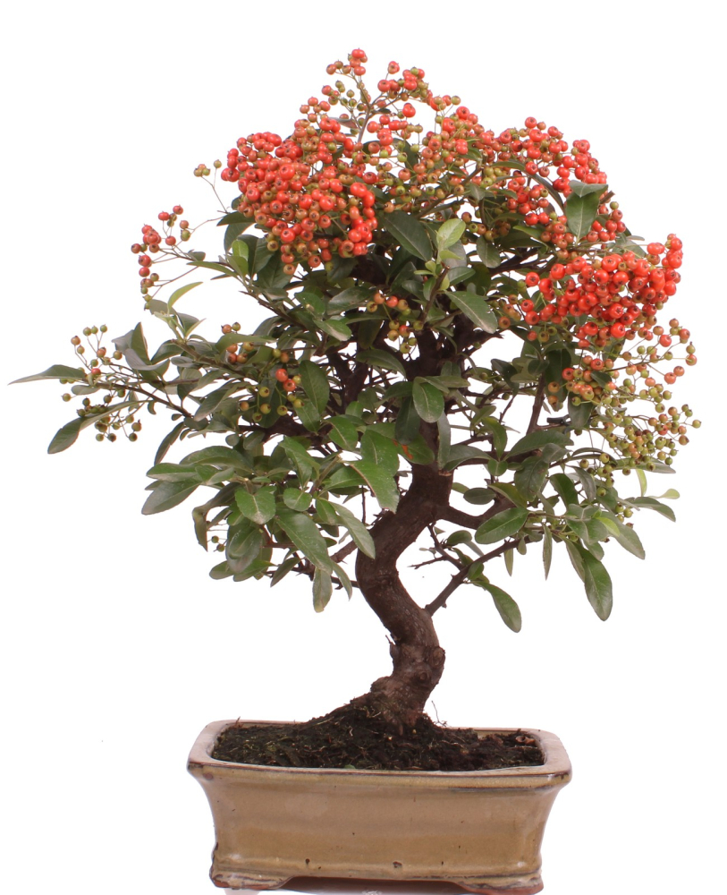 Bonsai - Pyracantha angustifolia - Schmalblättriger Feuerdorn 225/52