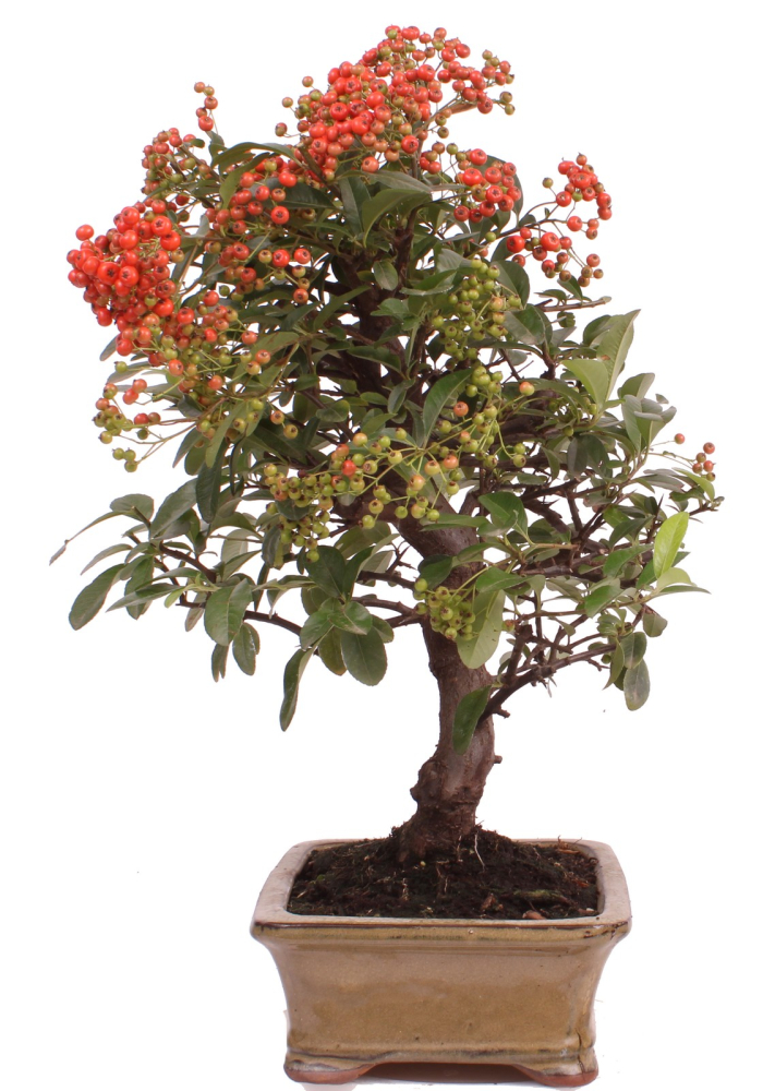 Preview: Bonsai - Pyracantha angustifolia - Schmalblättriger Feuerdorn 225/52