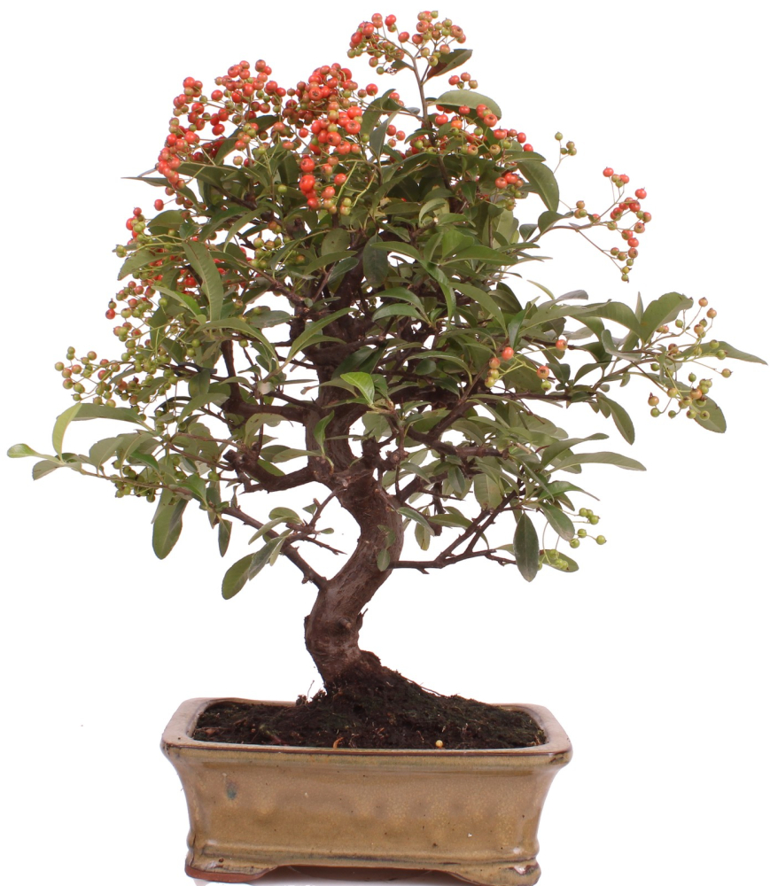 Preview: Bonsai - Pyracantha angustifolia - Schmalblättriger Feuerdorn 225/52