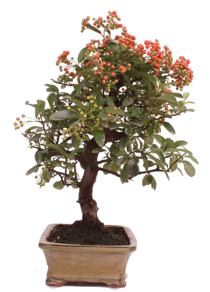 Preview: Bonsai - Pyracantha angustifolia - Schmalblättriger Feuerdorn 225/52