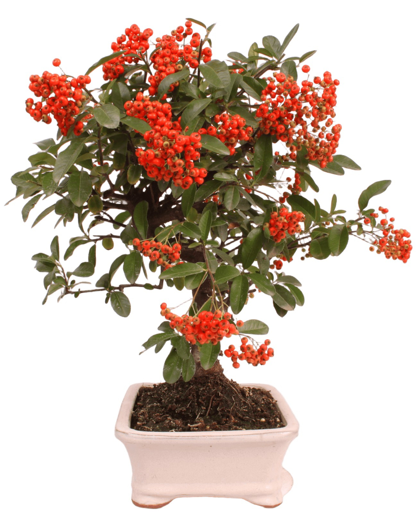 Preview: Bonsai - Pyracantha angustifolia - Schmalblättriger Feuerdorn 225/54