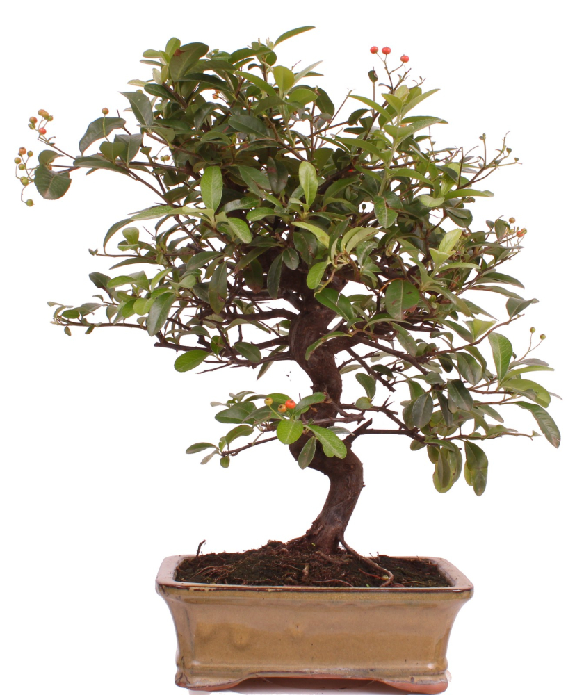 Bonsai - Pyracantha angustifolia - Schmalblättriger Feuerdorn 225/56