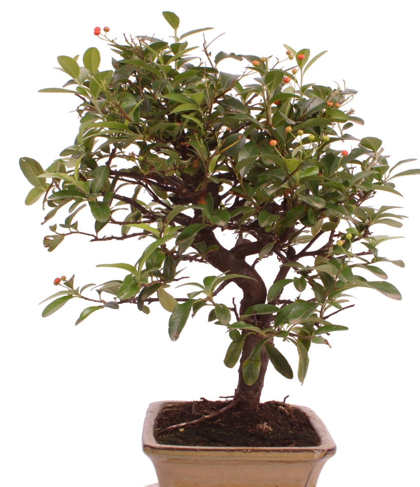 Preview: Bonsai - Pyracantha angustifolia - Schmalblättriger Feuerdorn 225/56