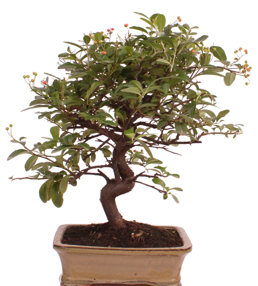 Preview: Bonsai - Pyracantha angustifolia - Schmalblättriger Feuerdorn 225/56