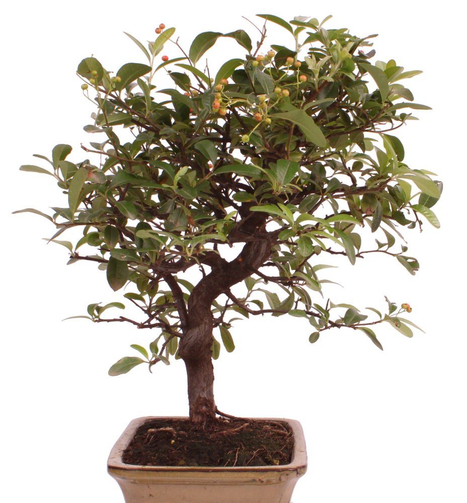 Preview: Bonsai - Pyracantha angustifolia - Schmalblättriger Feuerdorn 225/56