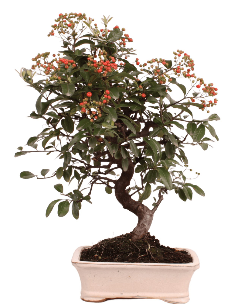 Bonsai - Pyracantha angustifolia - Schmalblättriger Feuerdorn 225/59