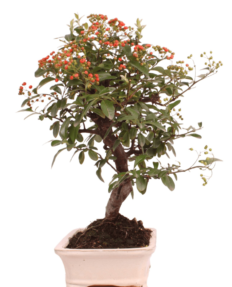 Preview: Bonsai - Pyracantha angustifolia - Schmalblättriger Feuerdorn 225/59