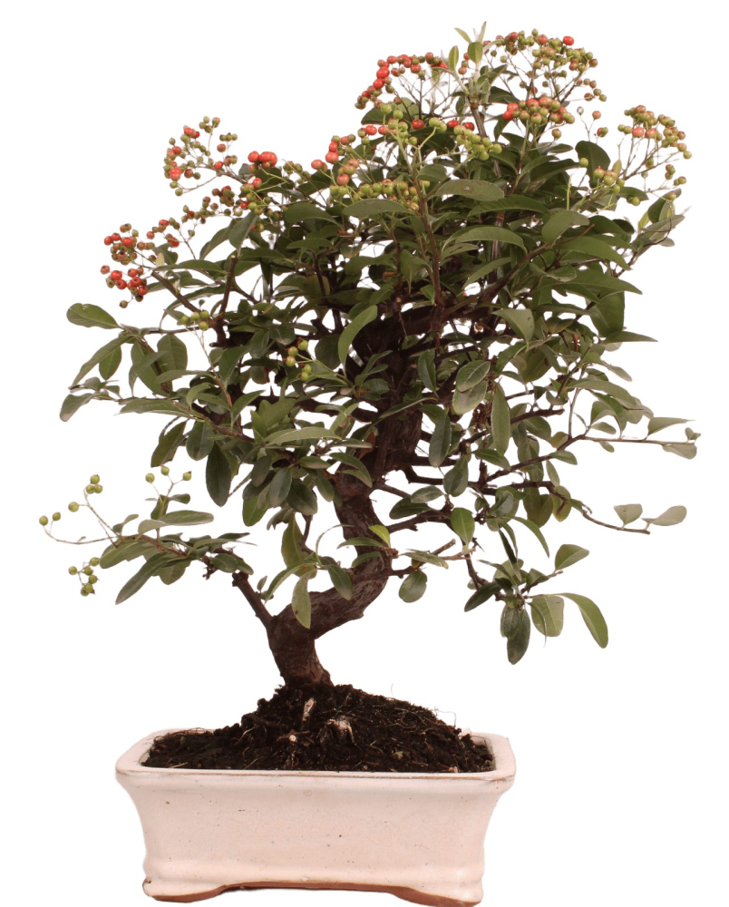 Preview: Bonsai - Pyracantha angustifolia - Schmalblättriger Feuerdorn 225/59