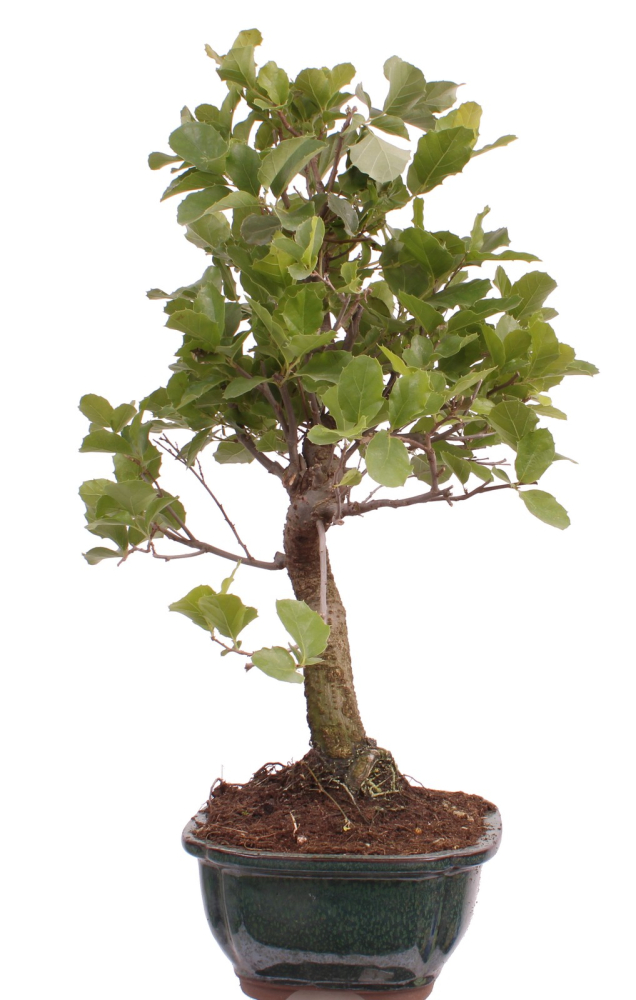 Preview: Bonsai - Quercus suber, Korkeiche 225/61