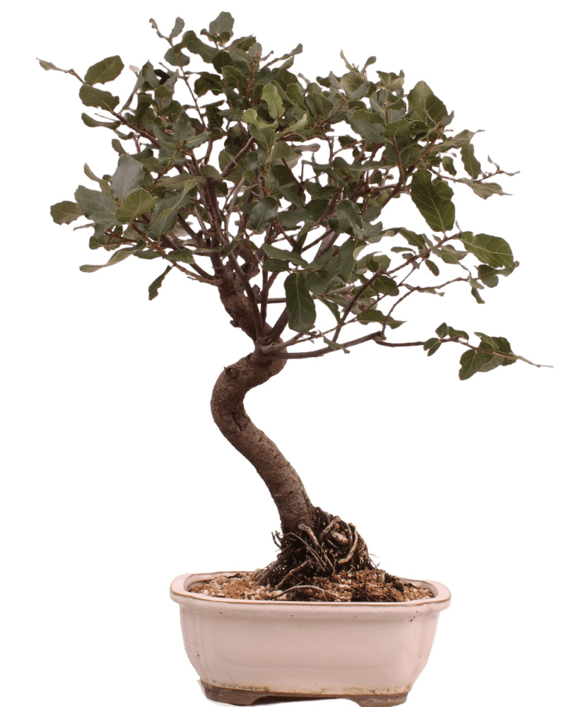 Bonsai Quercus suber – Korkeiche – 45 cm – 225/62