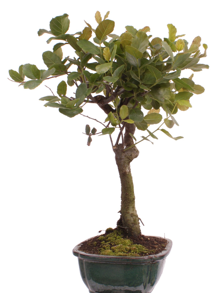 Preview: Bonsai - Quercus suber, Korkeiche 225/64
