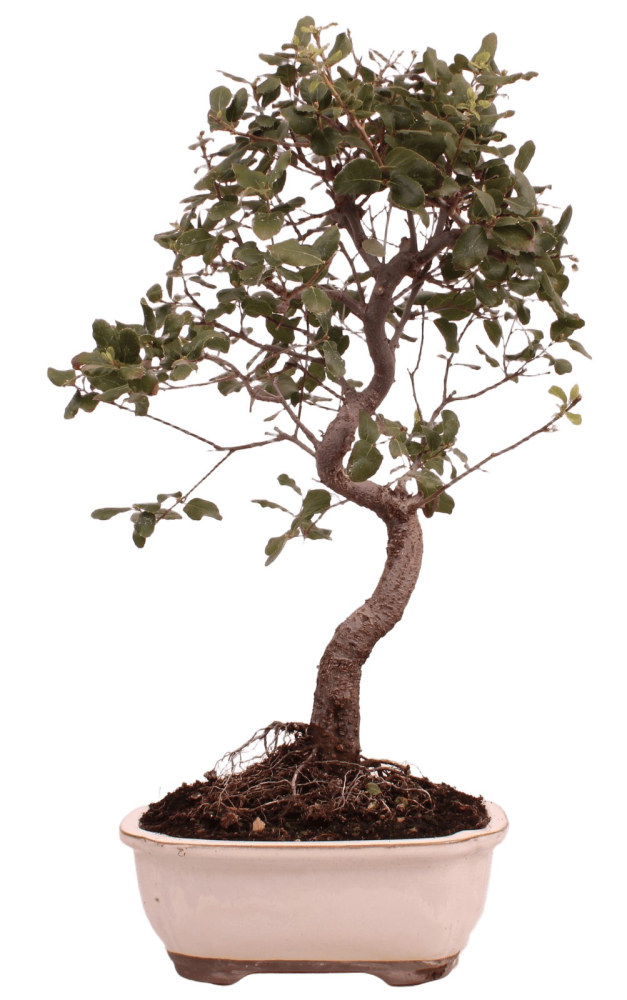 Bonsai - Quercus suber, Korkeiche 225/68