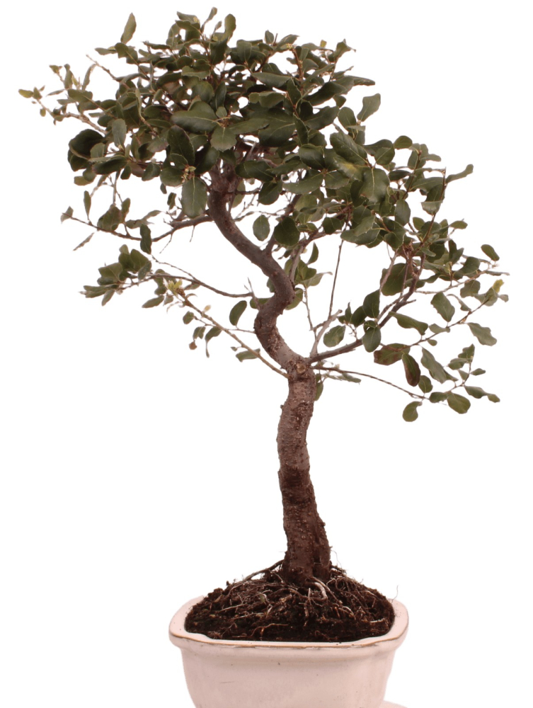 Preview: Bonsai - Quercus suber, Korkeiche 225/68