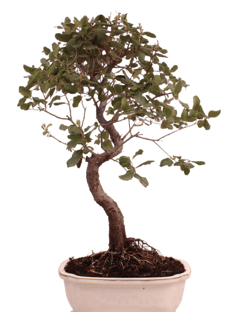 Preview: Bonsai - Quercus suber, Korkeiche 225/68