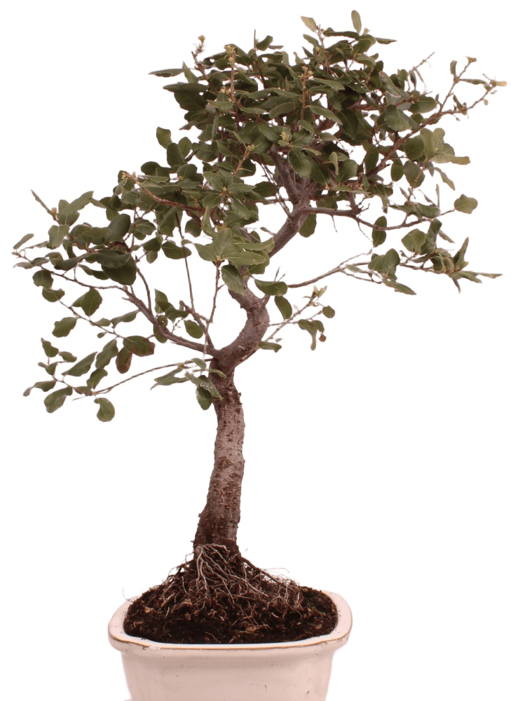 Preview: Bonsai - Quercus suber, Korkeiche 225/68