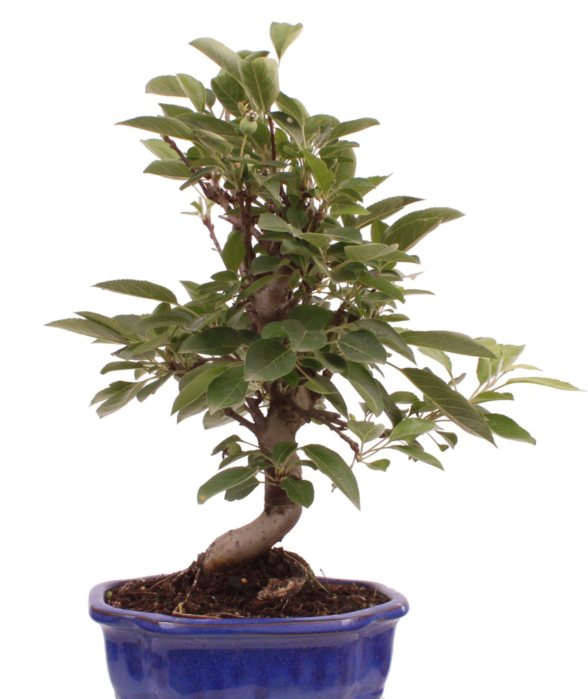 Preview: Bonsai - Malus spec.  Zier-Apfel 225/70
