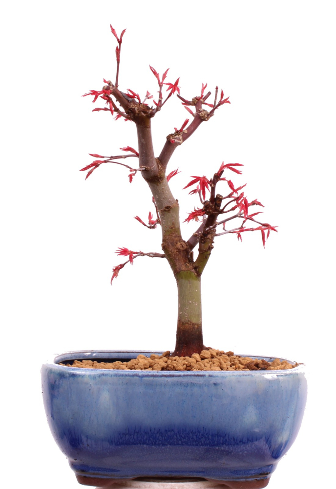 Bonsai - Acer palmatum Deshojo, roter Fächerahorn aus Japan 226/03