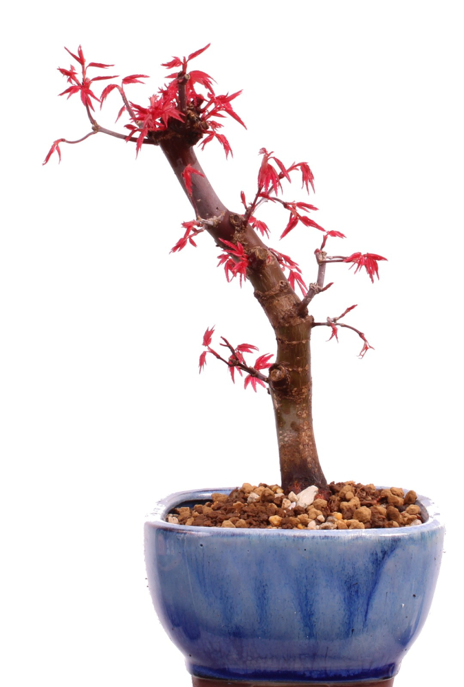 Bonsai - Acer palmatum Deshojo, roter Fächerahorn aus Japan 226/04